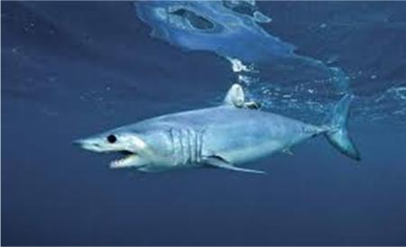 The shortfin mako was categorized as being at medium ecological risk for both deep and shallow longline sets (Kirby & Hobday, 2007) but recent research from the North Pacific suggests that the