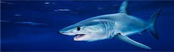 Recent abundance indices and median size analyses for shortfin mako in the WCPO have shown no clear trends, although the distribution of the species overlaps with many intensive pelagic fisheries in