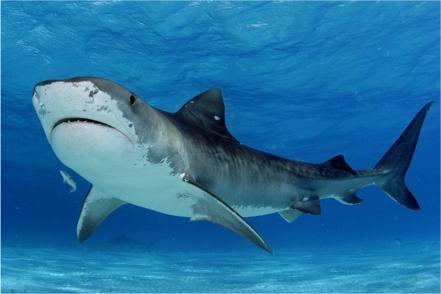 Tiger Shark (Galeocerdo cuvier) G. cuvier is found circumglobally in temperate and tropical seas.
