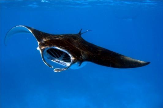 Manta ray (Manta birostris) This species is the largest species of ray in the world. It occupies circumtropical and also semi-temperate oceanic environments throughout the globe.