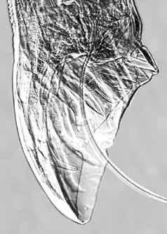 The worm has hornlike papillae that look like a pair of giant ears, or as one colleague said, like the way old-fashioned sacks of chicken feed used to