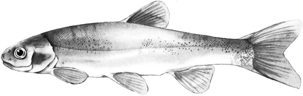 2004 JOHNSON ET AL. TESTING SPECIES BOUNDARIES 855 Appendix 1. Museum identification numbers and sample sizes for fish examined in the morphometric study.