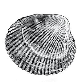 California mussel Mytilus californianus Size: Large, to 8 inches Shape: Elongate, radiating rays