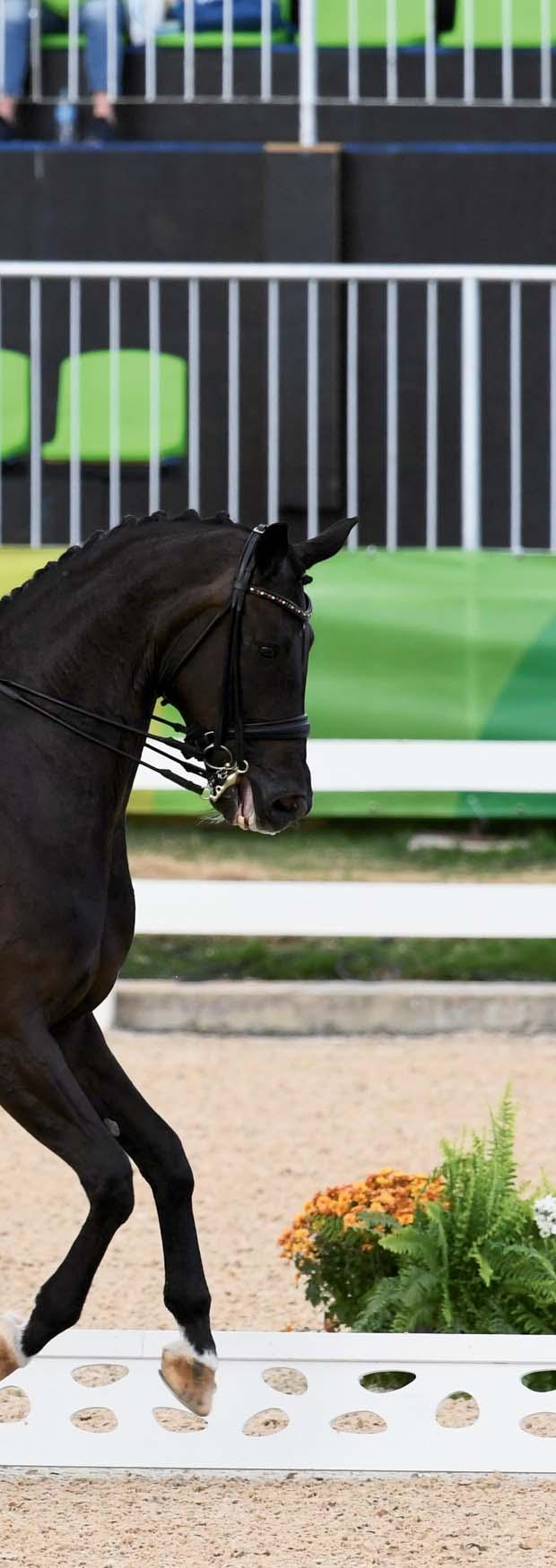 BRED FOR SUCCESS: The pedigree of the Rio dressage individual silver medalist, Weihegold OLD, contains proven bloodline crosses and producers DIANA DE ROSA In the belief that blood will tell,