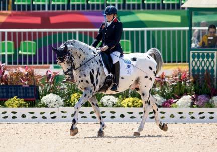 Showtime s dam is by the international dressage horse Rotspon (Rubinstein I/Argentan I/Pik Bube I) and out of a Donnerhall/Pik Bube I mare.