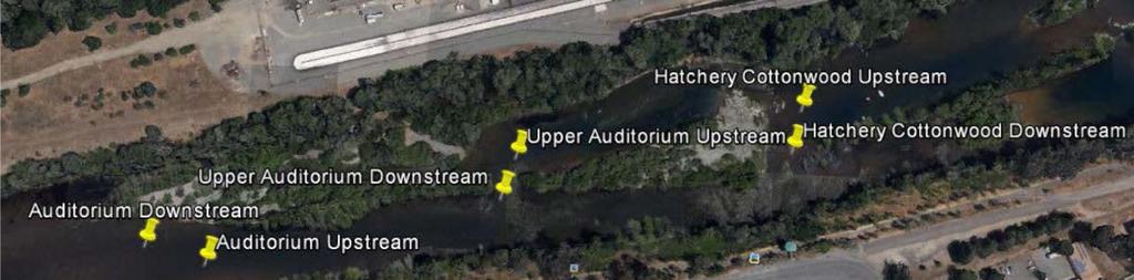 directly south of the Feather River Fish Hatchery. Located in Butte County in Northern Figure 3. Three different sample sites: Hatchery Cottonwood, Auditorium, Upper auditorium.