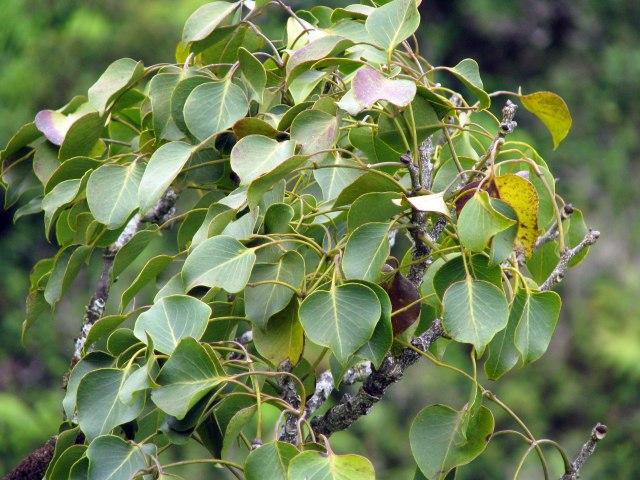 A e (Zanthoxylum oahuense) is a rare Rutaceae found only in the wet summit areas of the Ko