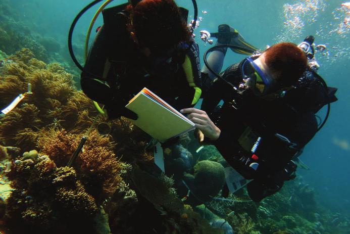 collecting scientific data about the health of corals using the Coral Health Chart.