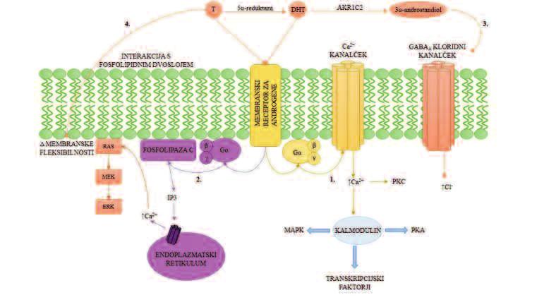 Slika 5: NEGENOMSKI MEHANIZMI DELOVANJA ANDROGENOV 1. Vezava androgena na membranski receptor za androgene, sklopljen z G- proteini, vodi v aktivacijo kalcijevega kanalčka.