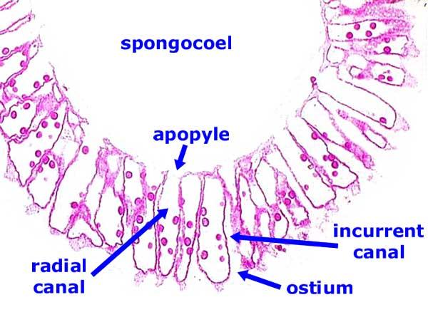 Porifera: Sycon 2.