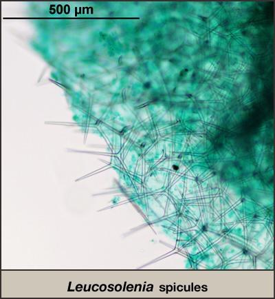 Porifera: Leucosolenia 2.