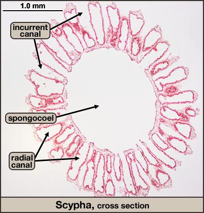 Porifera: Sycon 2.