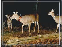 In addition to the culling program, the Wisconsin DNR instituted numerous emergency rulings to help stop the spread of CWD. One of the more contentious was banning the baiting and feeding of deer.