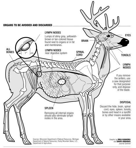 Common-Sense Precautions for Handling and Processing Deer Chronic Wasting Disease is a fatal neurodegenerative illness of deer and elk.