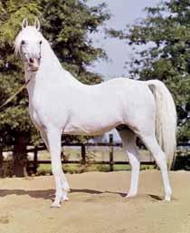 Before her untimely death in 1984, she gave birth to several foals. Yasmeen has nicked well with Ramses Fayek (Nazeer x Fayza) but never produced a superstar foal.