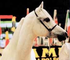 born in 1985. She turned her back on Europe and found a new home in Qatar at the Al Rayyan stud of Sheikh Abdulaziz Al-Thani. A desert queen returned to a desert kingdom!