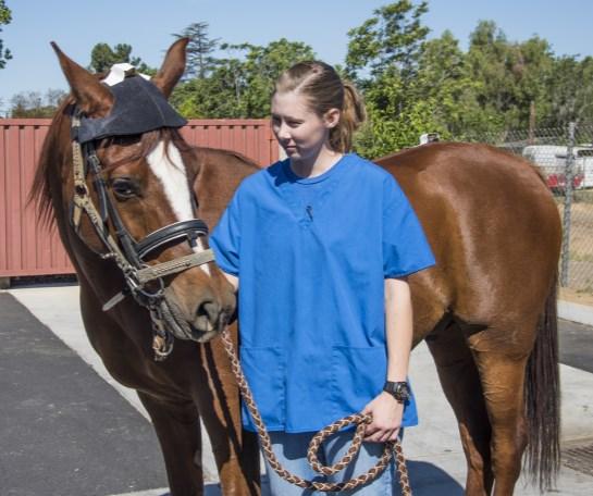 I started volunteering at the Humane Society of San Bernardino Valley (HSSBV) at 14½ and was there for just shy of five years, assisting RVTs, Vet Techs and doctors in the exam rooms on the