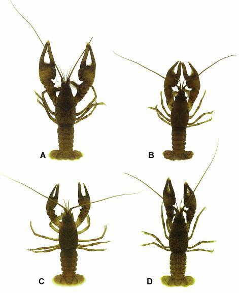 Orconectes pardalotus, a new species of crayfish (Decapoda: Cambaridae) from the lower Ohio River Fig. 2. Variation in shape of chelae and pigmentation of Orconectes pardalotus n. sp. (dorsal views).