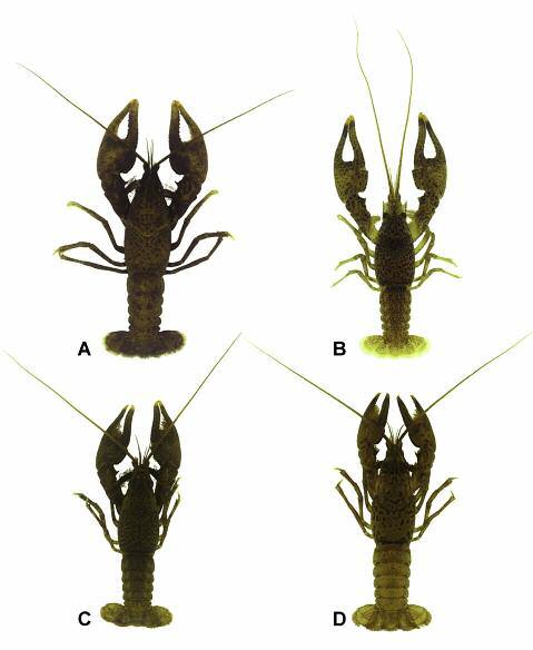 James E. Wetzel, William J. Poly and James W. Fetzner, Jr. Fig. 3. Variation in shape of chelae and pigmentation of Orconectes pardalotus n. sp. (dorsal views). A) Paratype, MCZ 47140, 30.