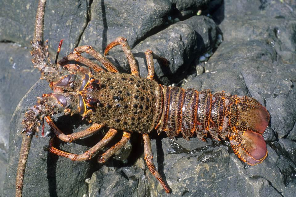 The spiny lobster, Jasus frontalis, is the basis of the