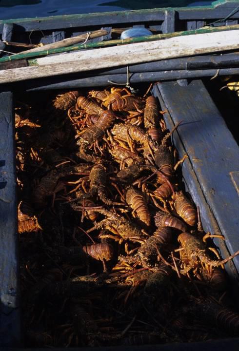 A boatload of lobsters ready to