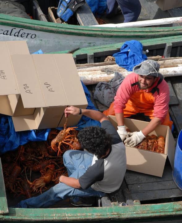 Packing lobsters in boxes
