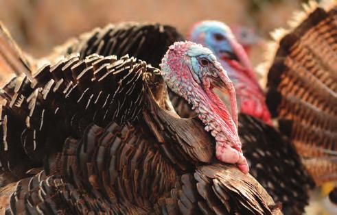 years ago with many subsequent reintroductions throughout the state. They have become well established in many areas, including the Bay Area. Turkey nests and eggs are protected by Federal law.