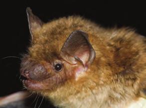 control. n If you hire a pest control operator, make sure they use traps and exclusion instead of poisons. Bats The Bay Area is home to many species of bats.
