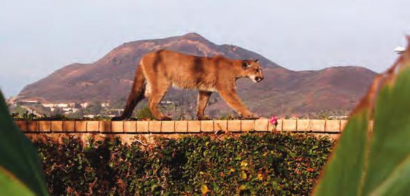 Mountain Lions The mountain lion is an apex predator coexisting with us in the east San Francisco Bay area. Mountain lions are a keystone species which reflects the health of the environment.