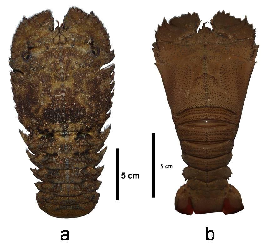 of the genus, T. indicus. In recent study, genus Thenus was recognized with three new species by Burton & Davie (2007). Remark.