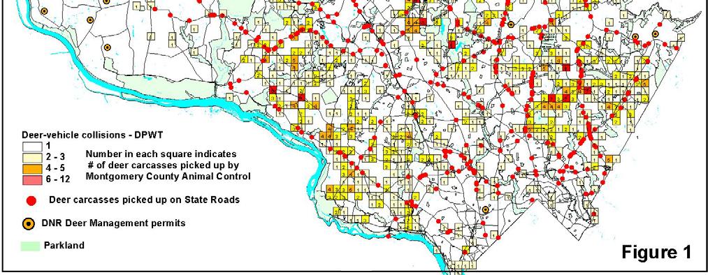 In 00 Animal Control recorded road-killed deer picked up in grid blocks. Of the blocks % (1 blocks) had only 1 or DVCs. Ninety-five percent (%) had three or fewer collisions.