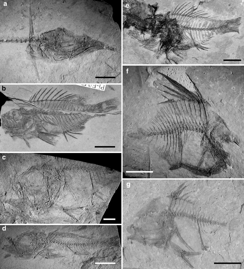 T. Přikryl et al. Fig. 4 Selected fish taxa of the Hermanowa locality; a Hemiramphidae gen. et sp. indet.