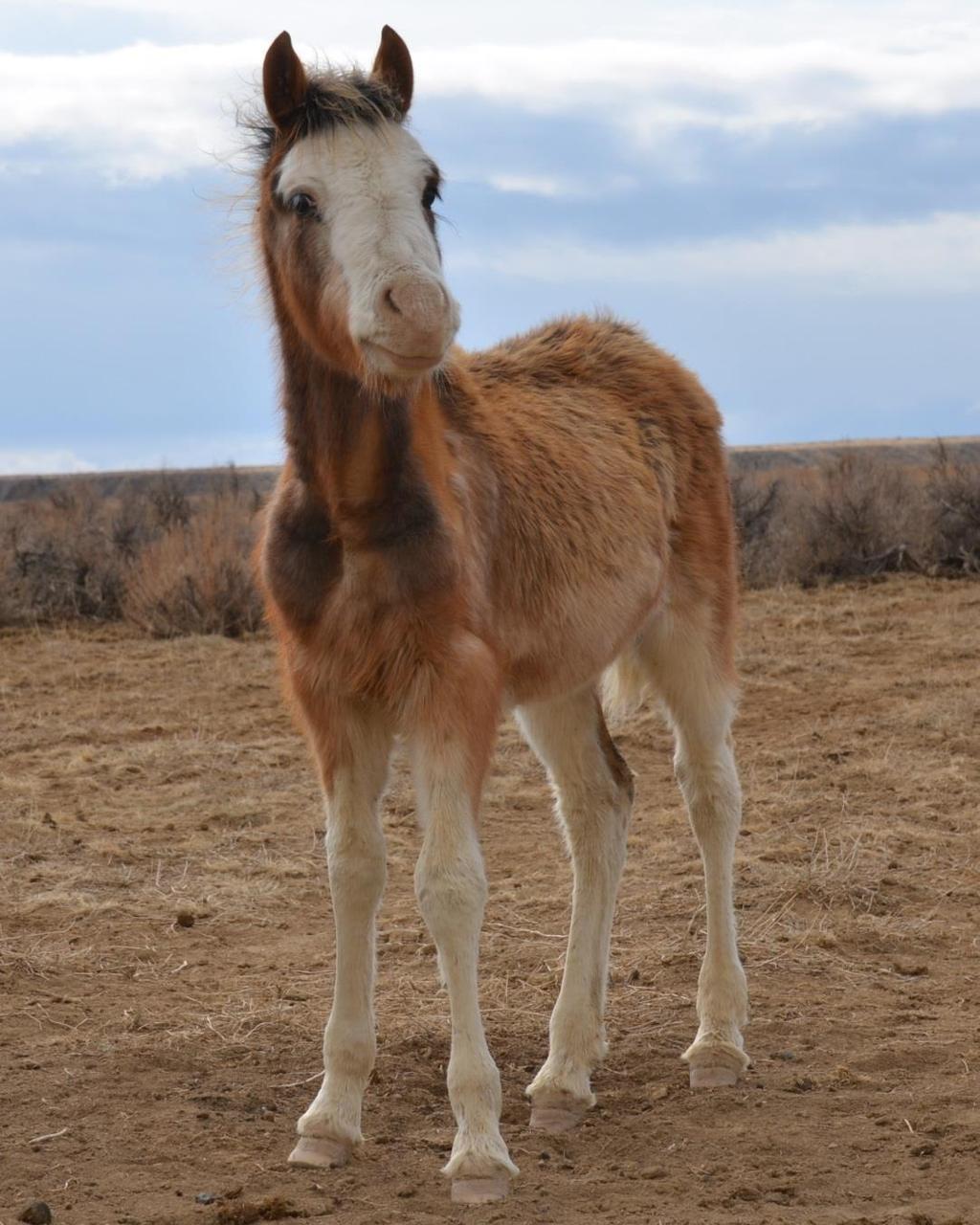 both upper and lower front incisors and flexible lips, allowing horses to crop vegetation closer to the ground than other ungulates (Photo Credit: BLM) Horses have physiological attributes that are