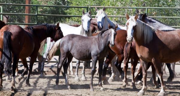 NATIONAL HORSE & BURRO RANGELAND MANAGEMENT COALITION Advocating for commonsense, ecologically-sound approaches to managing horses and burros to promote healthy wildlife and rangelands for future