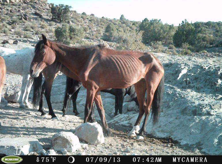 Horse populations double every 4 years. There are >46,000 horses and burros in BLM off-range holding facilities. Taxpayers pay about $50 million per year to care for horses and burros in holding.