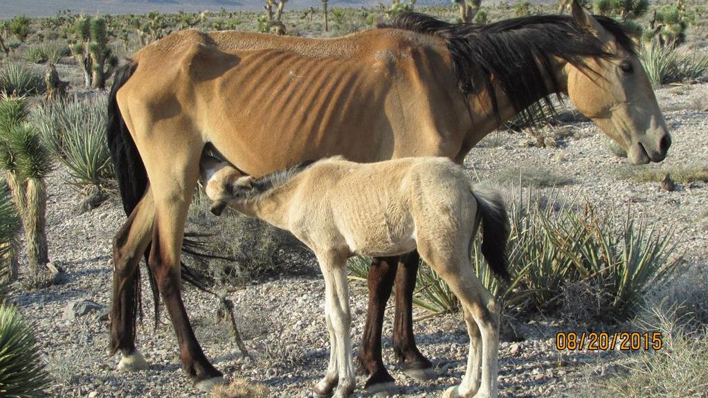 NATIONAL HORSE & BURRO RANGELAND MANAGEMENT COALITION Advocating for commonsense, ecologically-sound approaches to managing horses and burros to promote healthy wildlife and rangelands for future