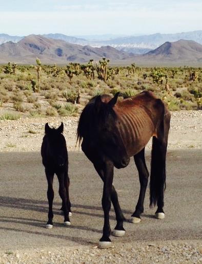 Why does this happen? Excess horses and burros significantly impact riparian areas in the arid and semi-arid rangelands they occupy.
