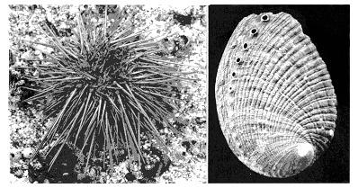 (E. Haeckel) Fig. 3.14.