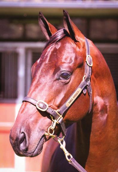 made more money. Built like a sprinter with great depth and muscle tone. STUART BOMAN, BLANDFORD BLOODSTOCK PIERRO is a five-time Group One winning son of successful sire LONHRO.
