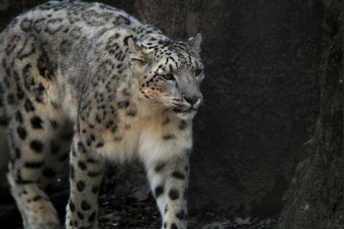 Introduction Why are snow leopards endangered, and what is a snow leopard anyway?