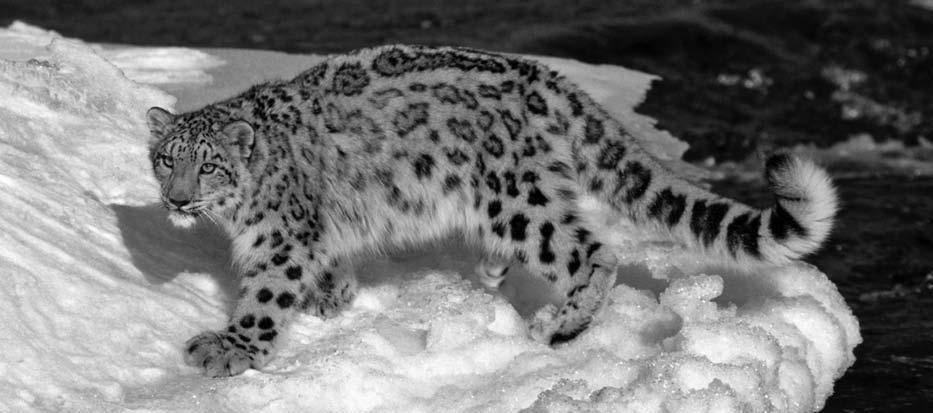 This story is about an endangered animal living in the mountains of sia. Read the story. Then answer the questions that follow. Snow Leopards Walking in the snow can be hard work.
