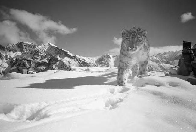 CHAPTER 19 Snow leopards: conflict and conservation Rodney M. Jackson, Charudutt Mishra, Thomas M. McCarthy, and Som B.