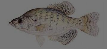 S P R I N G N E W S L E T T E R P A G E 5 Fishing Forecast for 2013 Crappie Good to Excellent The 2012