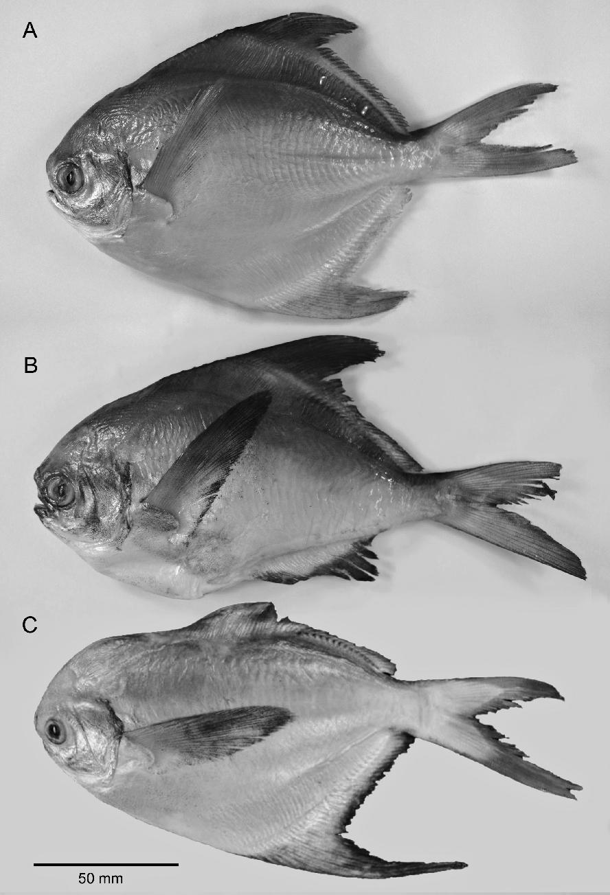 Two specimens without pterygiophores supporting the dorsal and anal fins were detected in a catch of commercial fishes collected in the area of Khasab, Omani coasts of the Arabian Gulf (Fig.