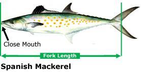 How to Measure Fish regulated by fork length are