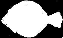 SOUTHERN FLOUNDER Family: Paralichthys Lethostigma Description: The Southern flounder is left-eyed, and is most readily separated from its close relatives by the lack of prominent ocellated spots on