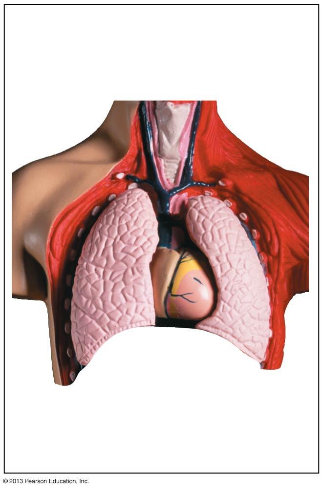 Figure 23.17d Lungs (localized internal organs) 117 THE HUMAN RESPIRATORY SYSTEM The human respiratory system has three phases of gas exchange: 118 1.