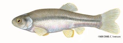 7:6-4 Minnesota Fun Fish Facts Longnose and Shortnose Garfish Gar is an old Anglo Saxon word meaning spear in reference to the pointed snout of this fish.