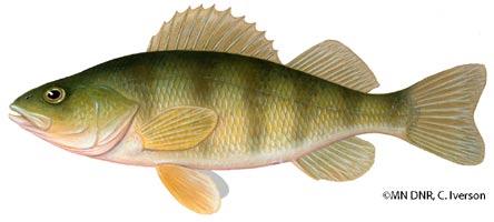 Minnesota Fun Fish Facts 7:6-5 The Perch Family (Percidae) The Salmon Family (Salmonidae) With eighteen species, the perch family is Minnesota s second largest fish family, which includes perch,