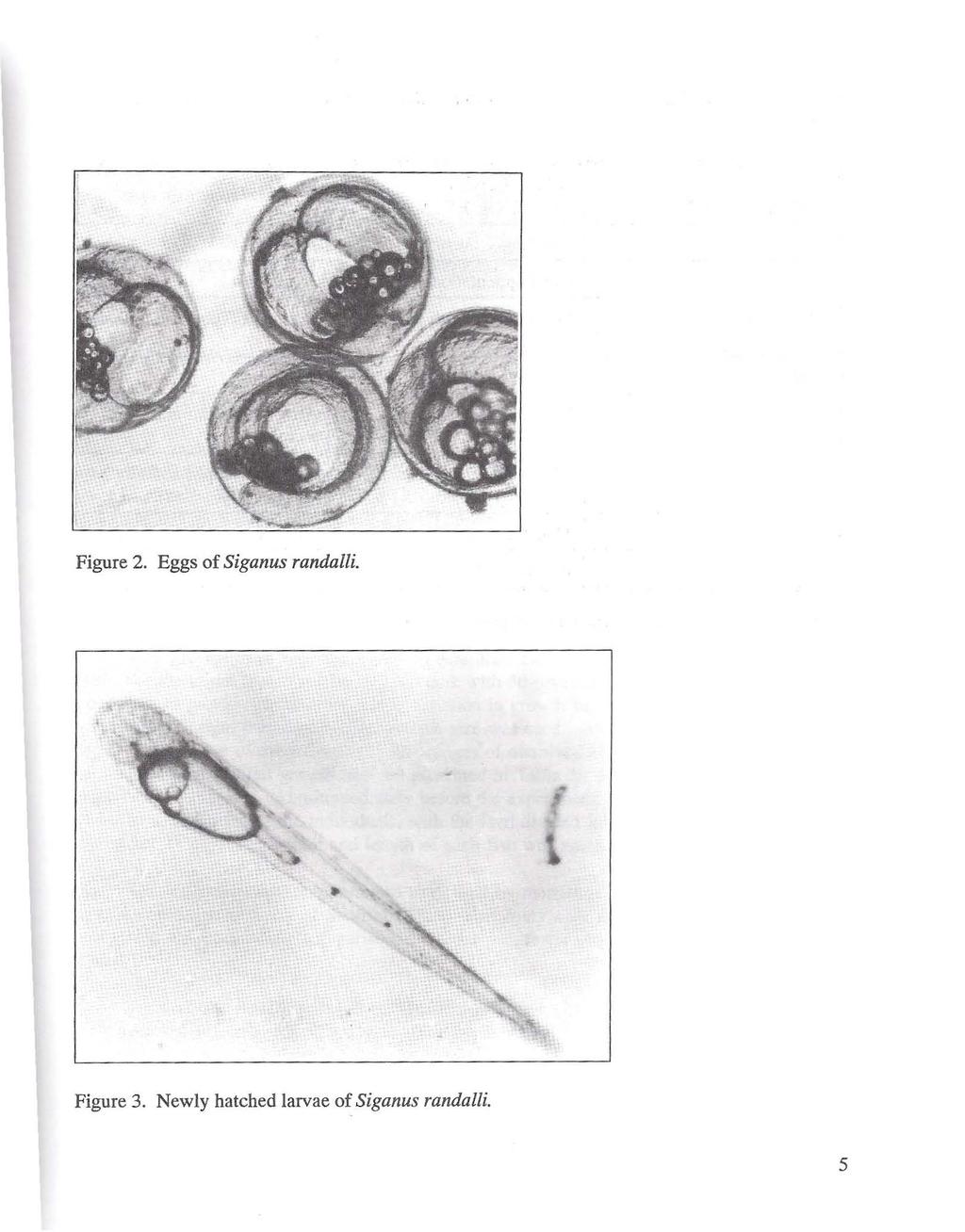Figure 2. Eggs of Siganus randal/i. Figure 3.